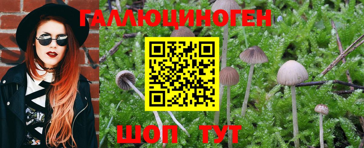 Псилоцибиновые грибы Cubensis Кингисепп